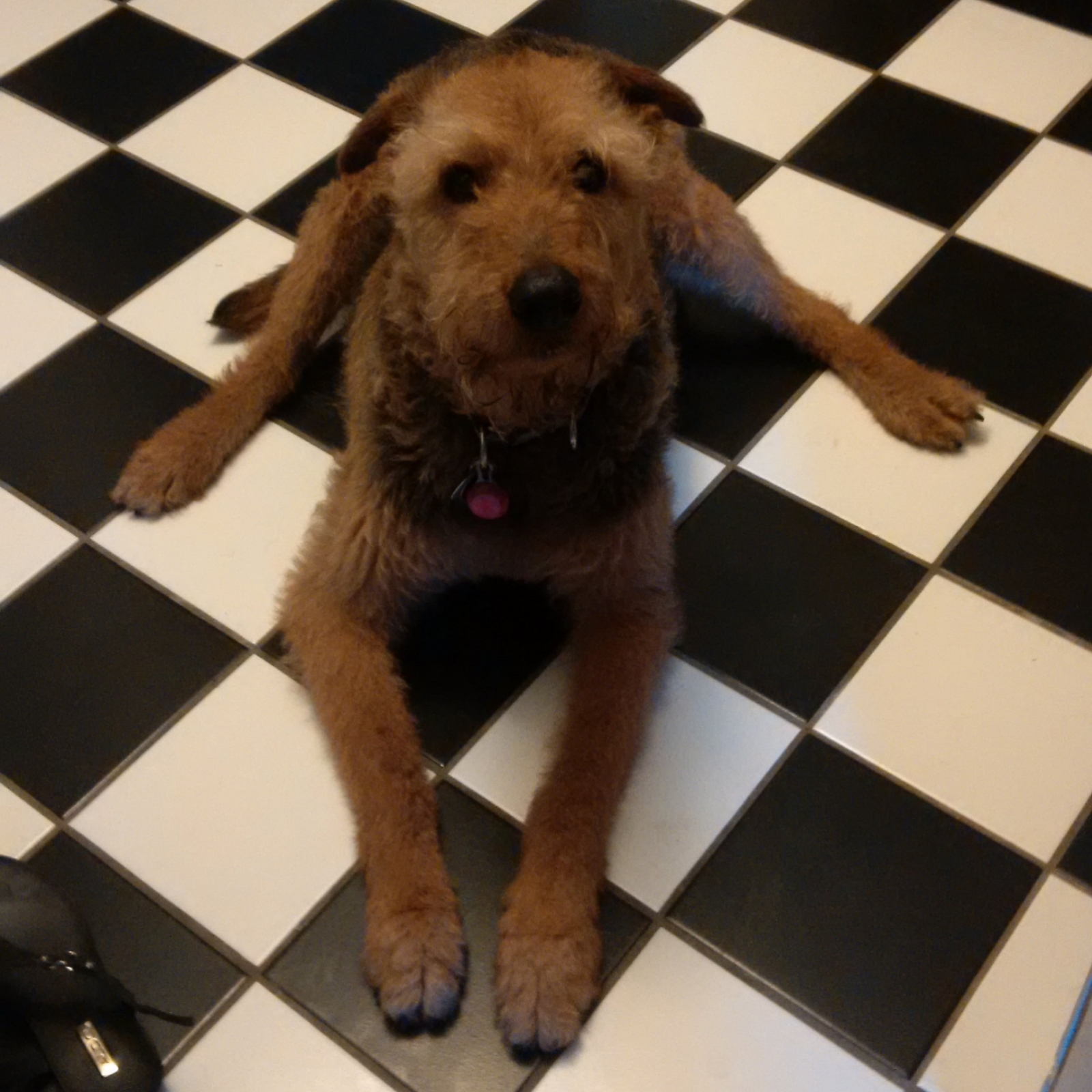 ATRA Airedale Terrier Rescue & Adoption Finding loving homes one Airedale at a time